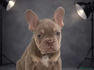 French Bulldog dogs Kc registered new shade french bulldog puppies - Advert 6