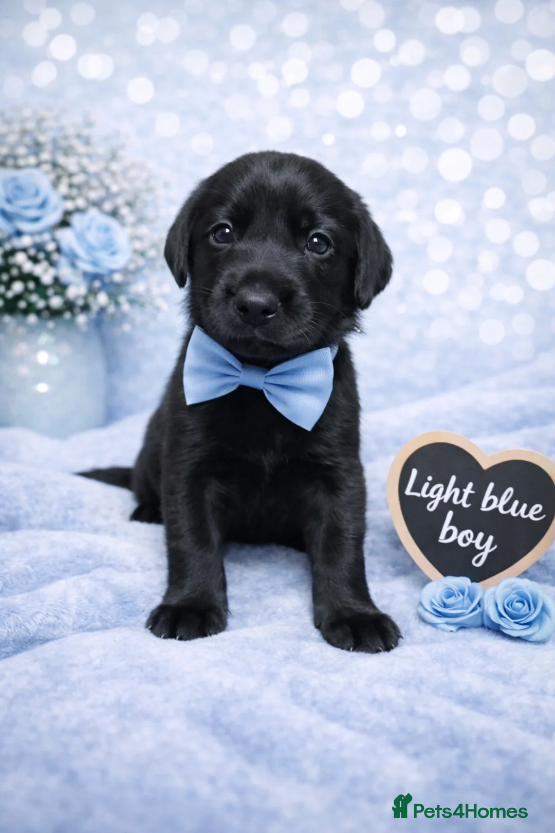 Labrador Retriever dogs for sale: KC Registered Labrador Puppies – Ready 14th March - Advert 10