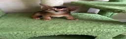 Abyssinian cats for sale: TICA 5* pedigree Abyssinian Kittens  - Advert 17