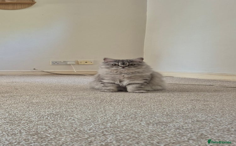 Persian cats - Advert 11