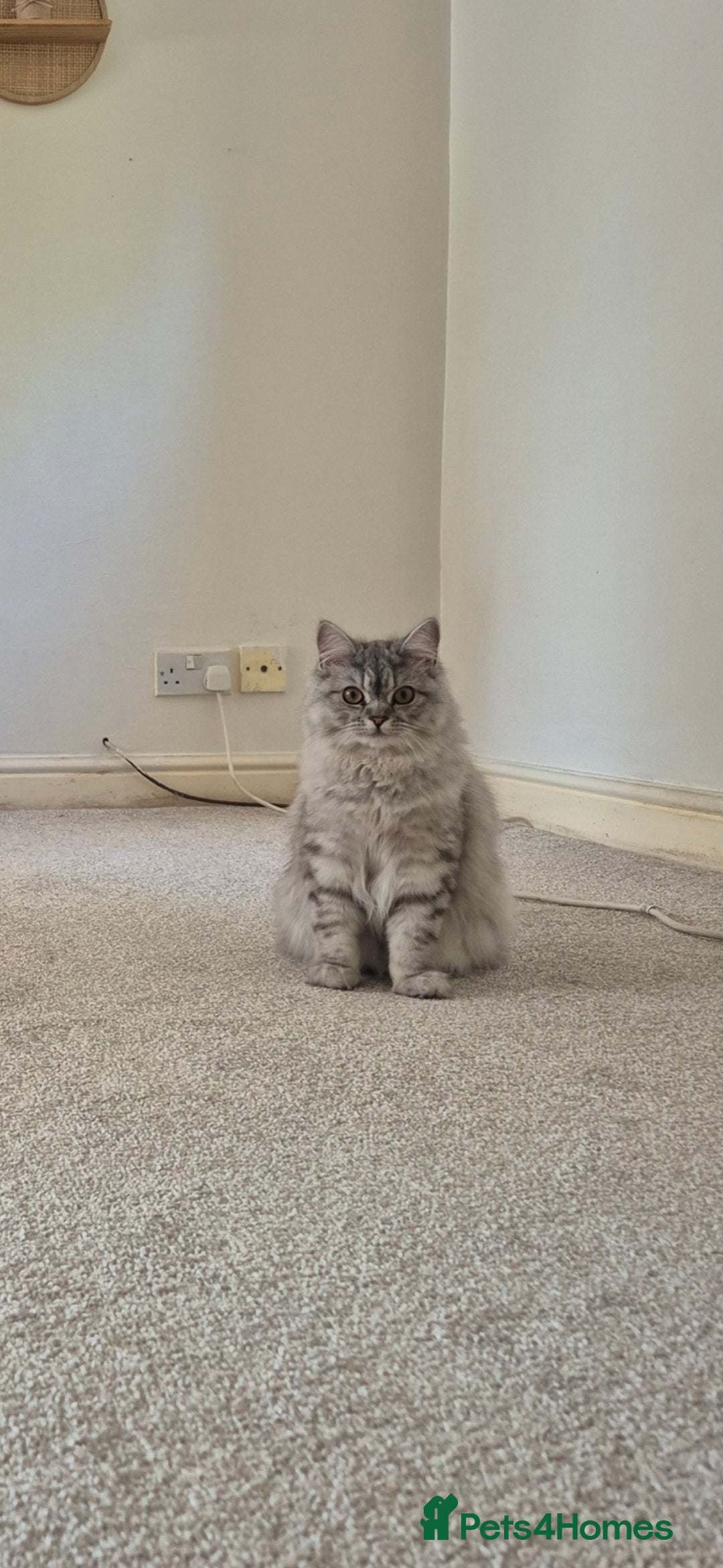 Persian cats for sale: Beautiful Persian Tabby Kitten - Image 1