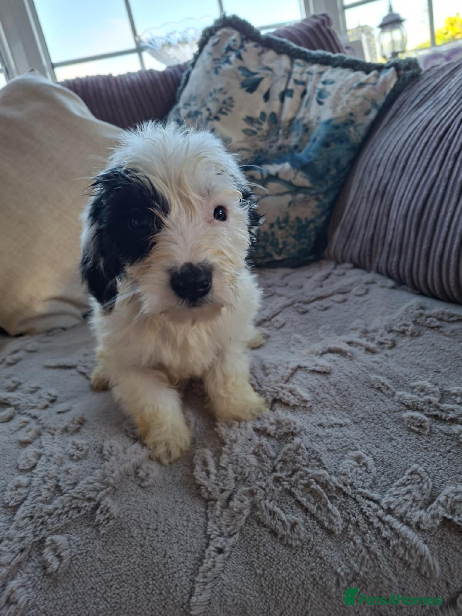 Mixed Breed dogs Jackapoos - Advert 12