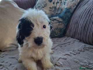 Mixed Breed dogs Jackapoos - Advert 2