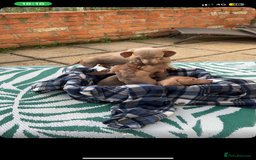 Dachshund dogs for sale: Dachshund puppies for sale 2x girls 1x boy - Image 2