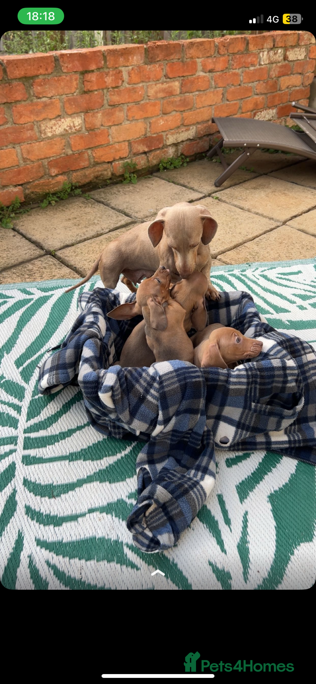Dachshund dogs for sale: Dachshund puppies for sale 2x girls 1x boy - Image 2