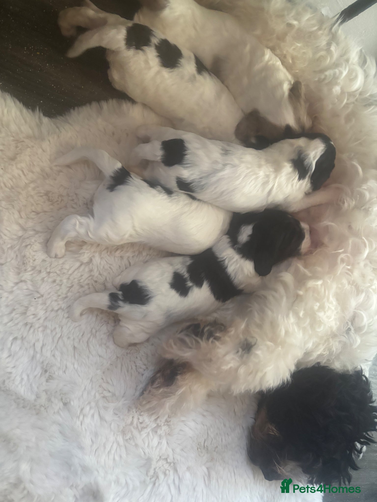 Cockapoo dogs Cockapoo pups  - Advert 2