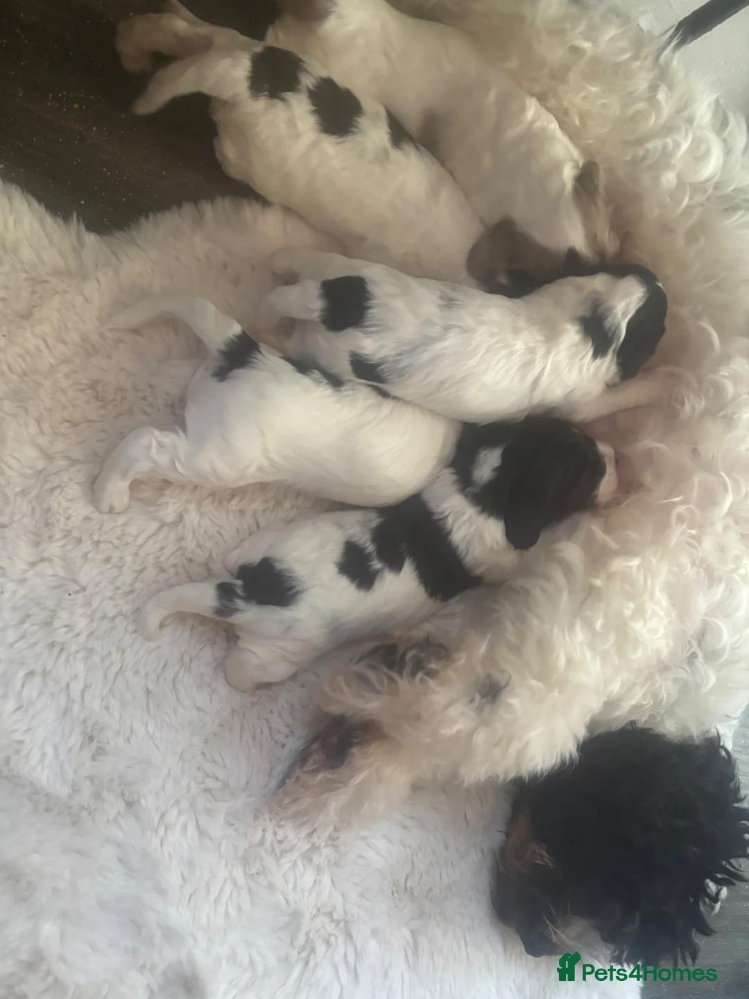 Cockapoo dogs for sale: Cockapoo pups  - Advert 1