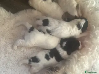 Cockapoo dogs Cockapoo pups - Advert 2