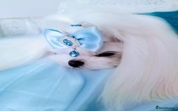 Maltese dogs for stud: ❤️health tested Tiny Korean Maltese boy❤️ - Image 5