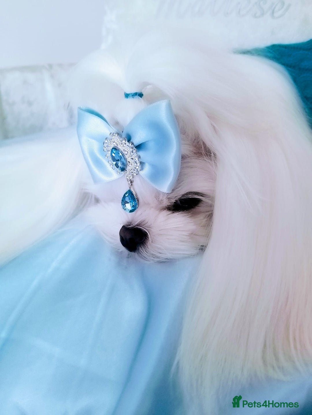 Maltese dogs for stud: ❤️health tested Tiny Korean Maltese boy❤️ - Image 5