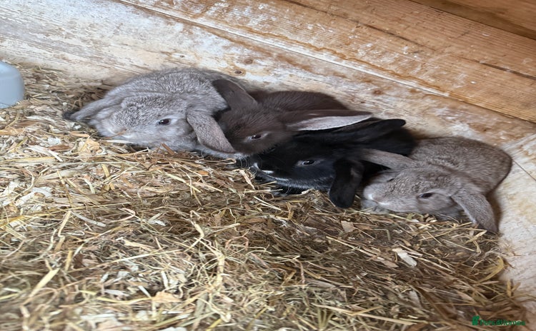 Mini Lop rabbits - Advert 17