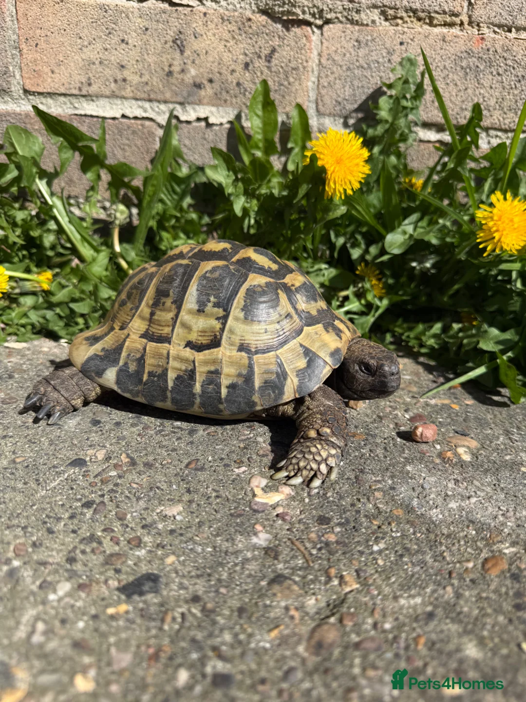 Tortoise reptiles for sale: Herman’s 20years old - Advert 1