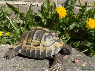 Tortoise reptiles Herman’s 20years old - Advert 2