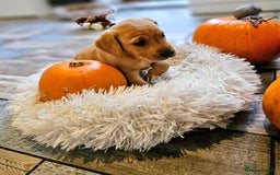 Labrador Retriever dogs for sale: Red Fox Labrador . Ready to Leave 😘 - Image 7