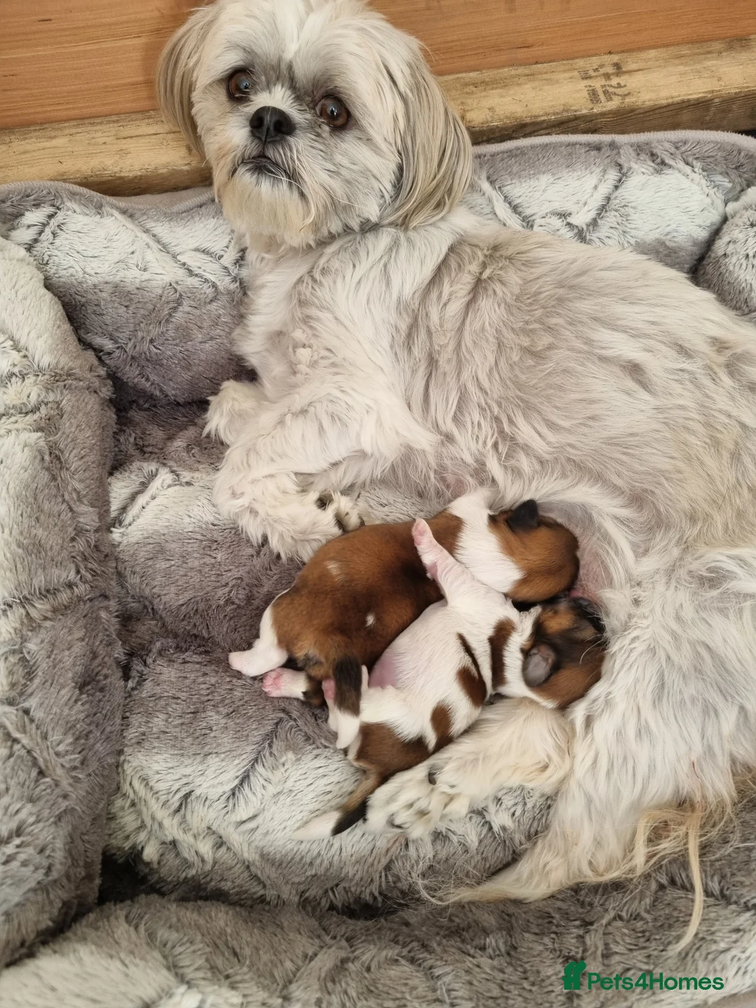 Shih Tzu dogs for sale: 2 beautiful shih tzu boys - Advert 1