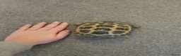 Hermann Tortoise reptiles for sale:  male tortoises  - Advert 7