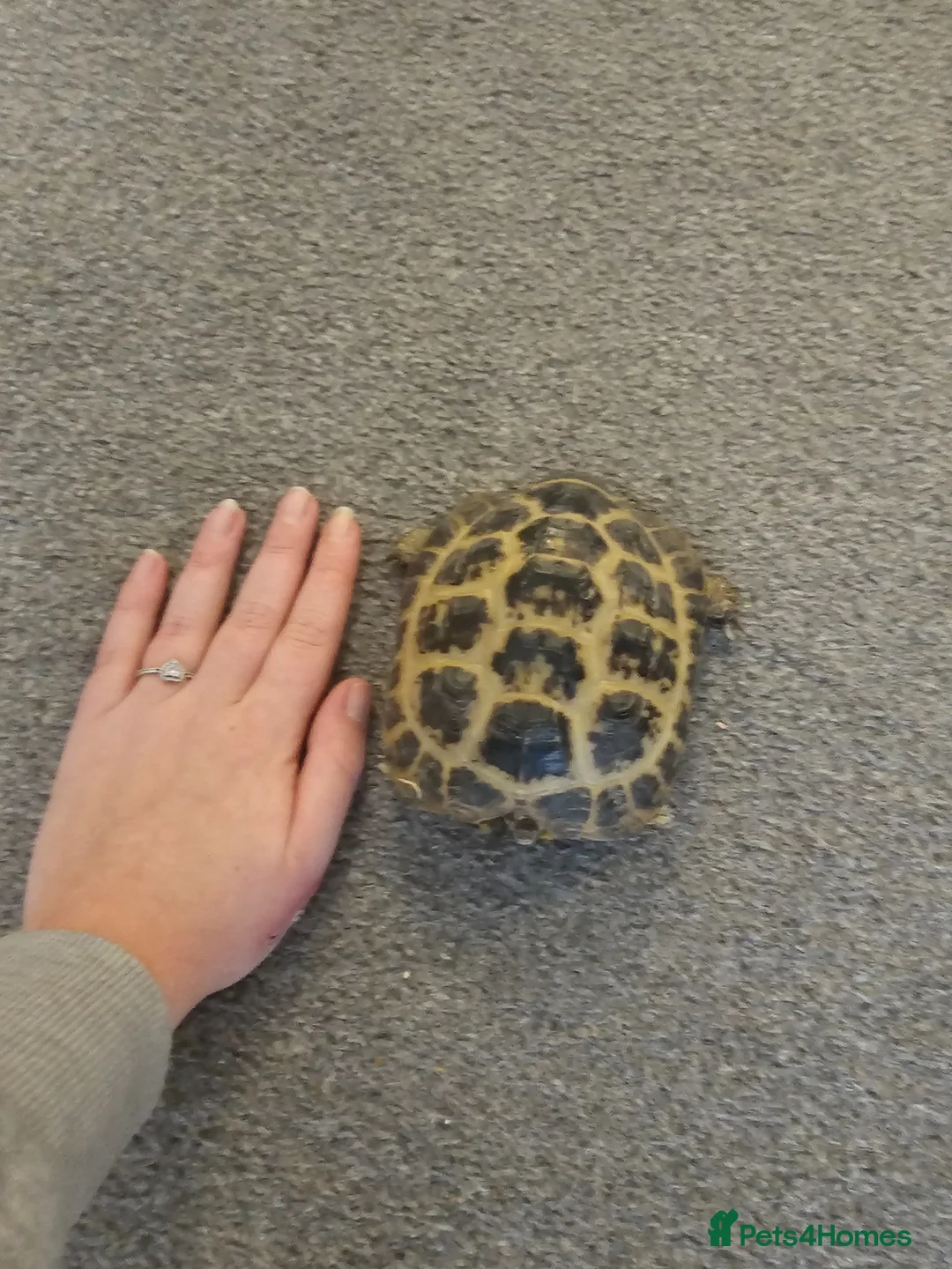 Hermann Tortoise reptiles for sale:  male tortoises  - Advert 7