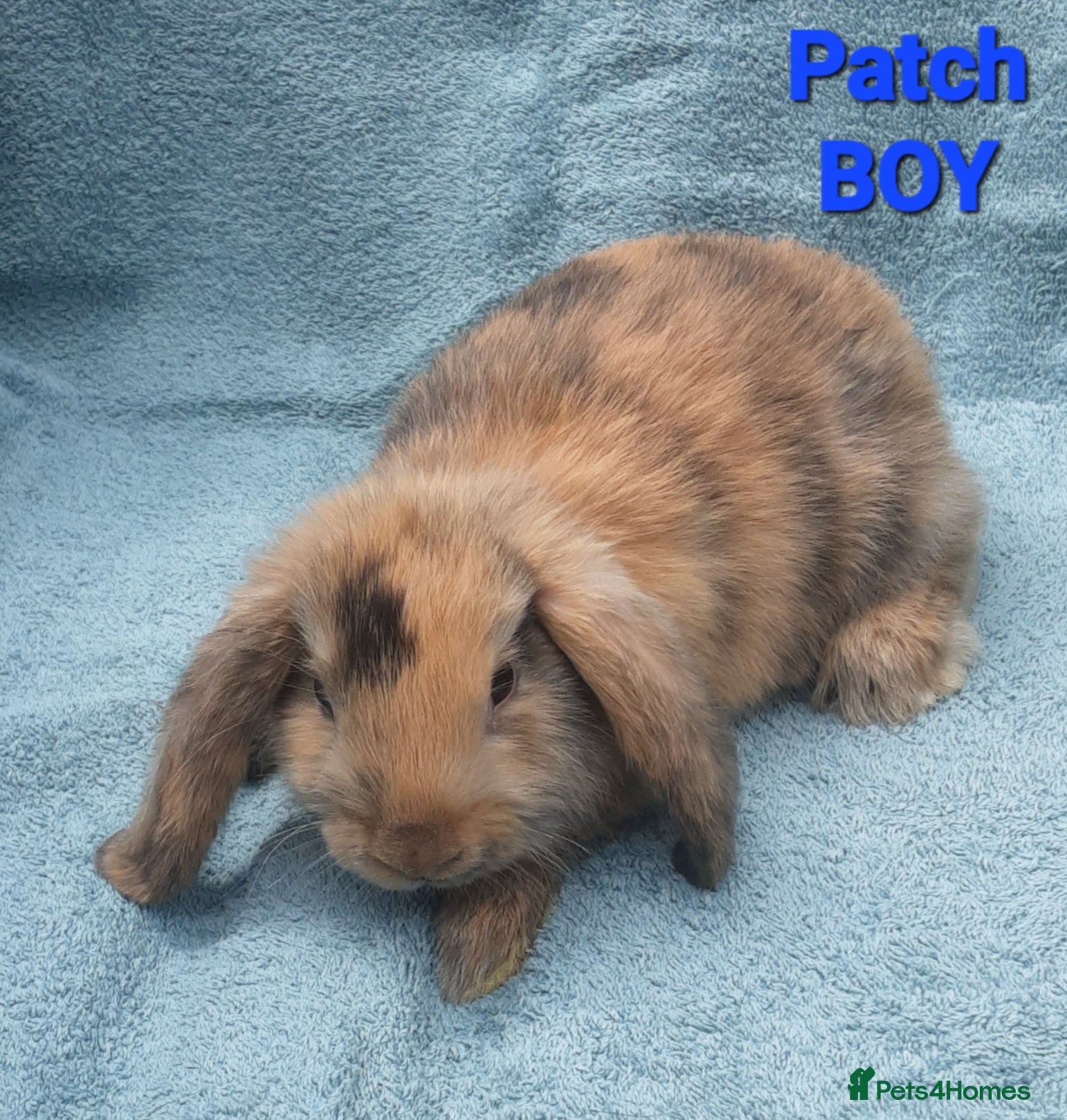 Mini Lop rabbits 5 Beautiful Baby Mini Lops - Advert 1