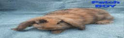 Mini Lop rabbits for sale: 5 Beautiful Baby Mini Lops - Advert 1