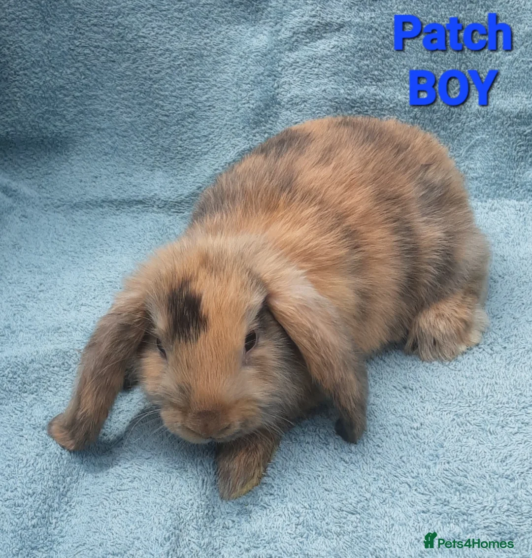 Mini Lop rabbits for sale: 5 Beautiful Baby Mini Lops - Advert 1