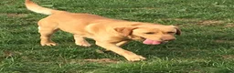 Labrador Retriever dogs for sale: Fully vaccinated KC Labradors - Advert 8