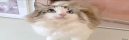 Ragdoll cats for sale: INDOOR GCCF REG 4 YEARS OLD RAGDOLL MALE CAT - Advert 15