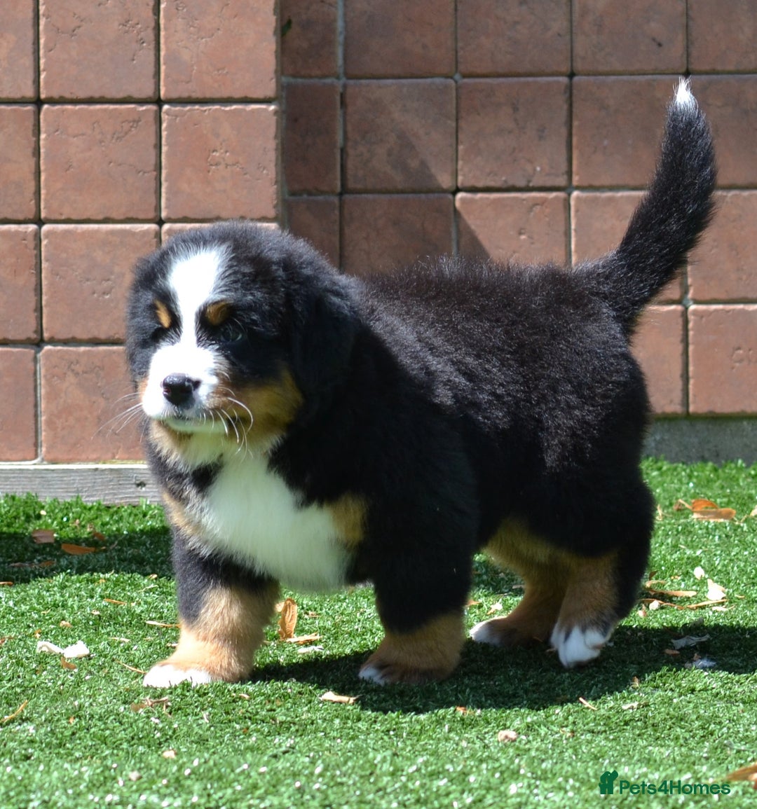 Bernese Mountain Dog dogs for sale: ⭐EXQUISITE IMPORTED LINES KC REGISTERED PUPPIES⭐ - Image 12