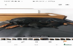 Rottweiler dogs for sale: Kc reg full German champion rottweiler puppies   - Image 13