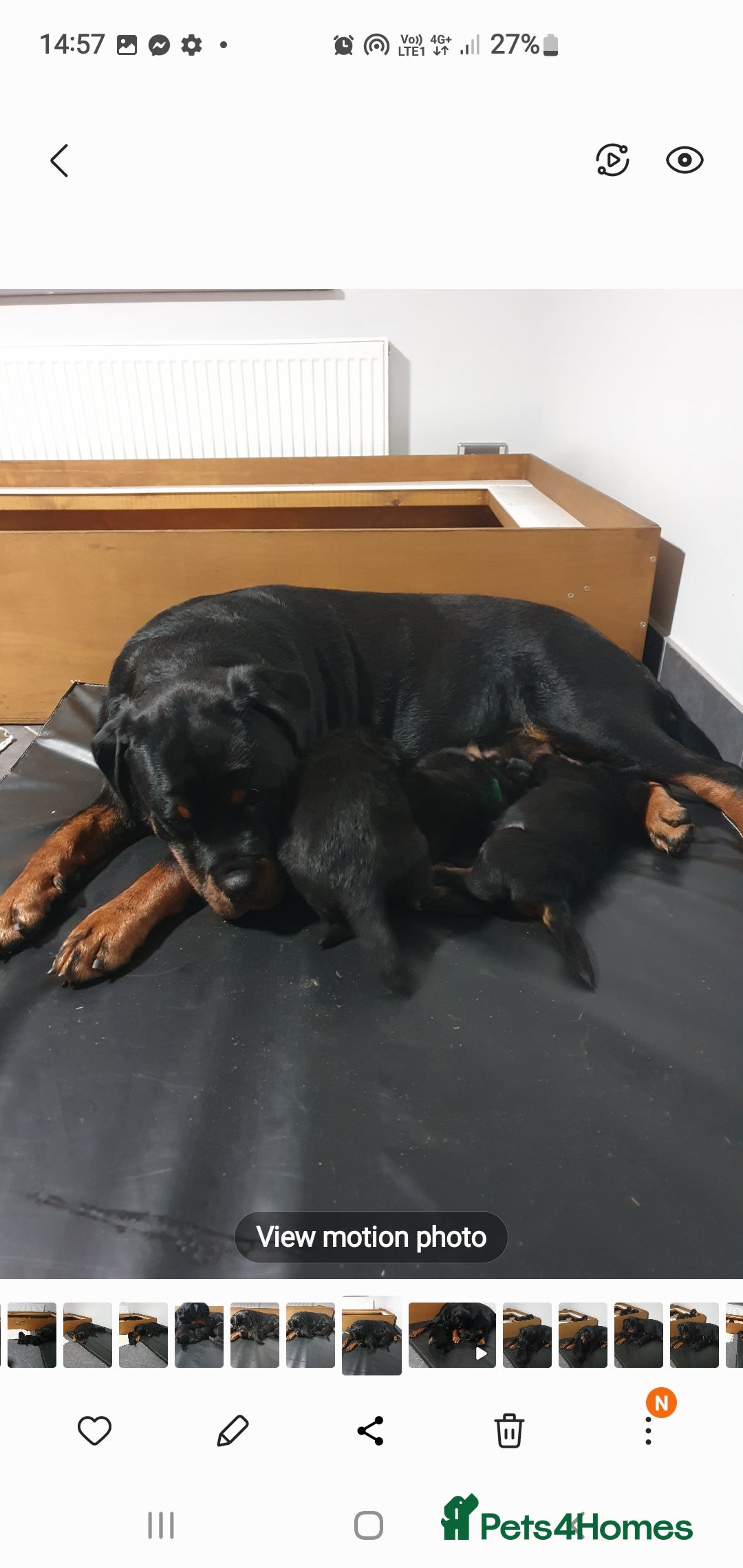 Rottweiler dogs for sale: Kc reg full German champion rottweiler puppies   - Image 13