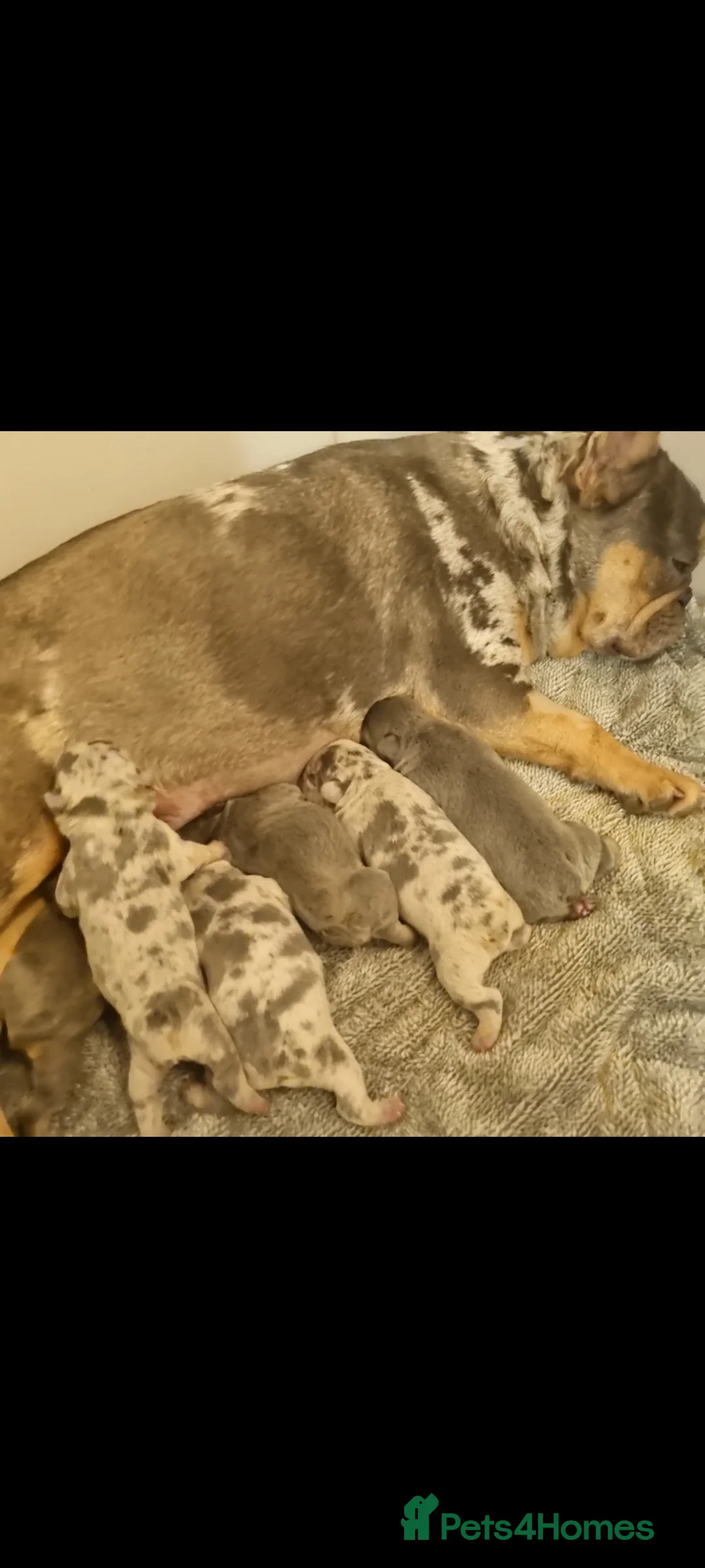 French Bulldog dogs for sale: French Bulldog puppies blue & blue merle - Advert 1