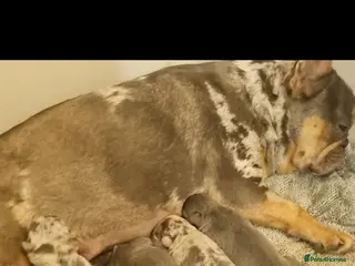 French Bulldog dogs French Bulldog puppies blue & blue merle - Advert 15