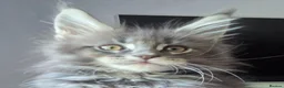 Maine Coon cats for sale: Outstanding quality Tica reg Mainecoon  - Advert 18
