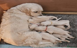 Golden Retriever dogs for sale: Gorgeous pedigree golden retriever puppies - Image 2