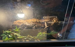 Gouramis fish for sale: 3 ball pythons  in Sutton-in-Ashfield - Image 10