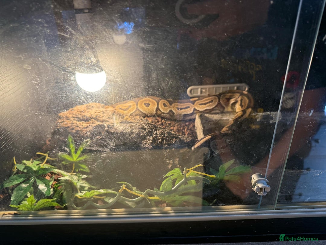 Gouramis fish for sale: 3 ball pythons  in Sutton-in-Ashfield - Image 10