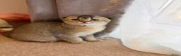 Scottish Fold cats for sale: 🐱✨ Beautiful Golden Scottish Fold Kitten - Advert 14
