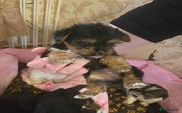 Yorkshire Terrier dogs for sale: 5 yorkies - Image 7