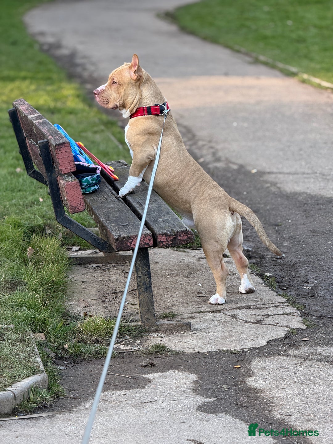 American Bull Staffy dogs for stud: American bully pocket - Image 6