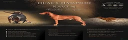Hungarian Vizsla dogs for sale: CH SHOW & FIELD TRIAL Sired Puppy Waiting List  - Advert 8