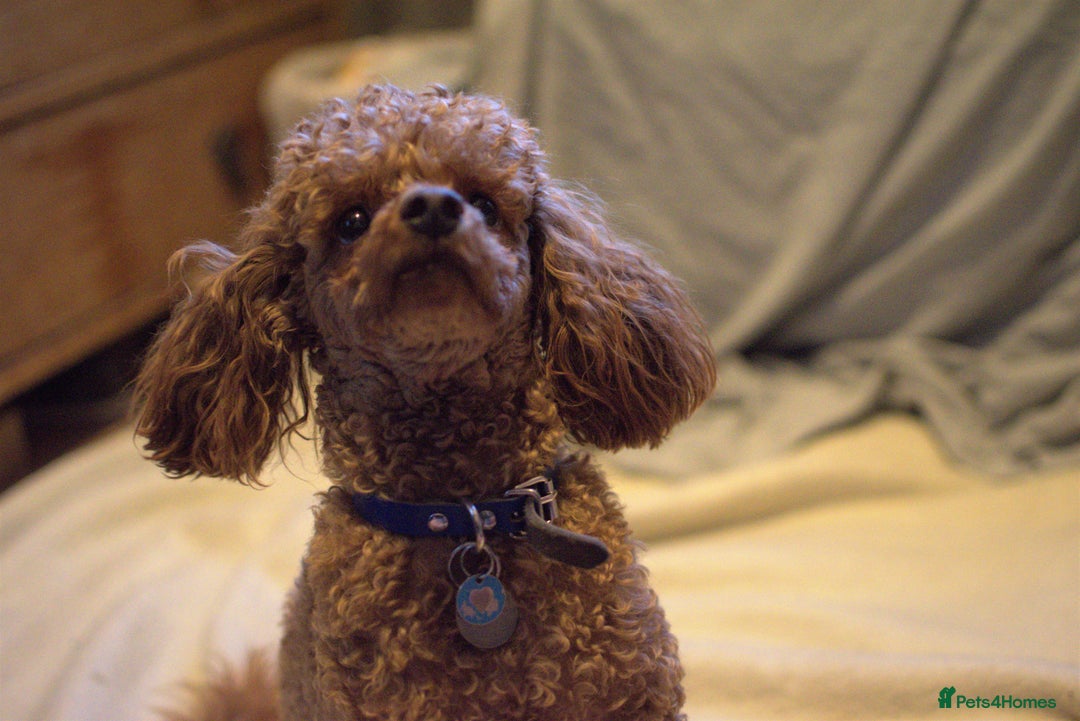 Toy Poodle dogs for stud: Fox Red KC Toy Poodle for stud. in Halifax - Advert 4