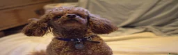 Toy Poodle dogs for stud: Fox Red KC Toy Poodle for stud. - Advert 6