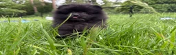Pomeranian dogs for sale:  Rare colour Russian line Teddy Bear Pom Puppies ✨ - Advert 22