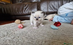 Ragdoll cats for sale: Ragdoll Kittens Available  - Image 3