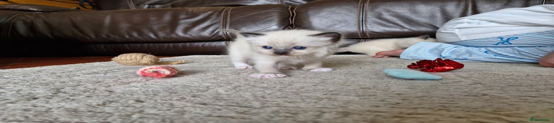 Ragdoll Kitten 2