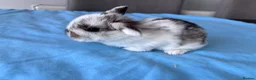 Mini Lop rabbits for sale: 3 adorable Mini Lop rabbits looking for new home - Advert 5
