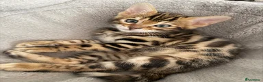Bengal Kitten 3