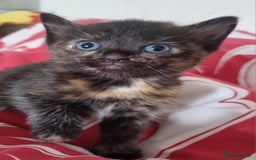 British Shorthair cats for sale: Sale kittens  - Image 12