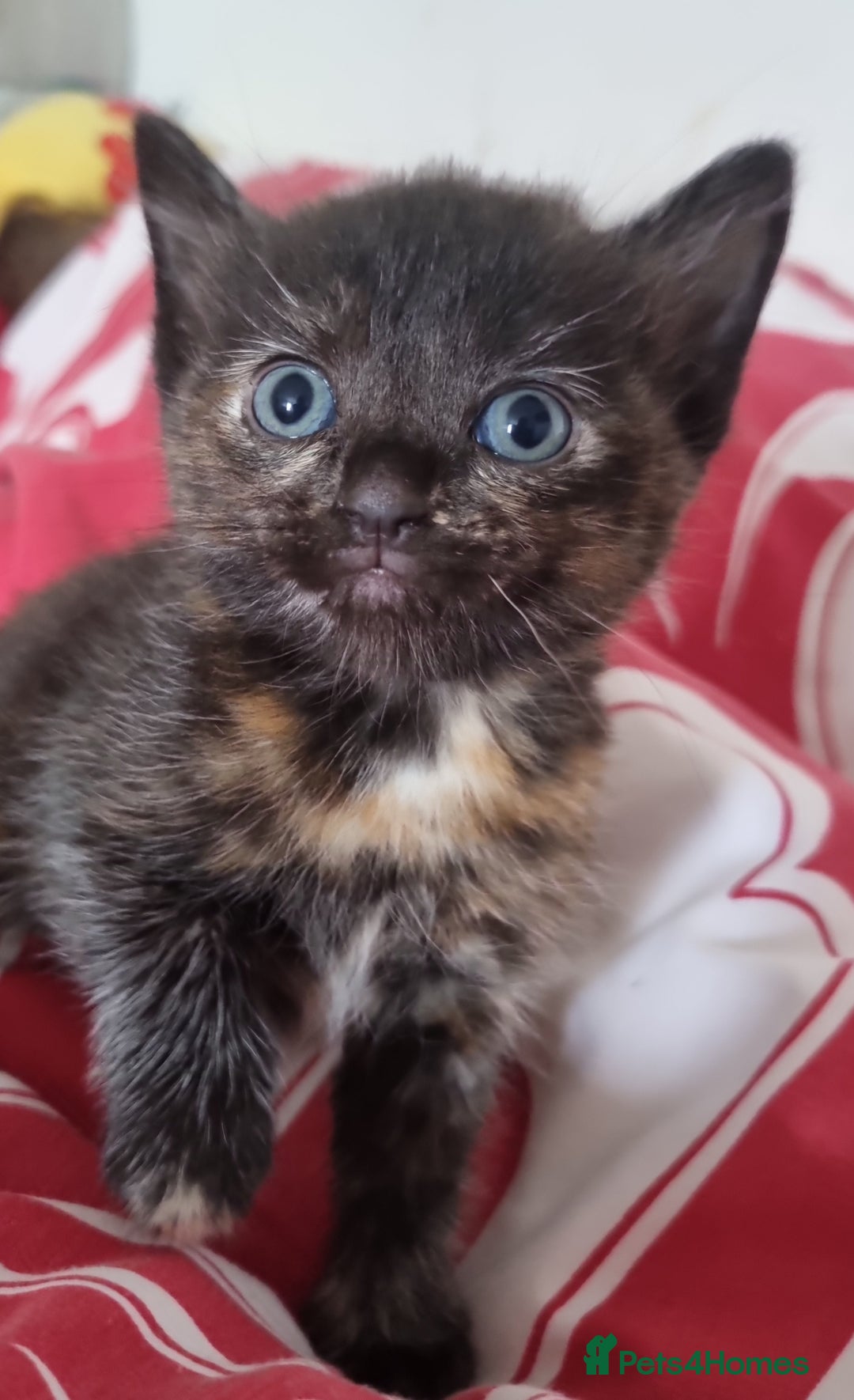 British Shorthair cats for sale: Sale kittens  - Image 12