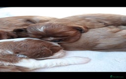 Cavalier King Charles Spaniel dogs for sale: Cavalier king charles spaniel  - Image 1