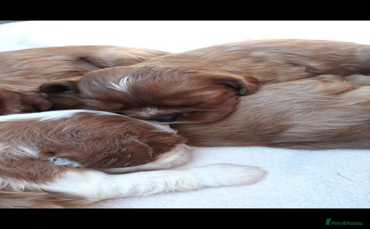 Cavalier King Charles Spaniel dogs - Advert 3